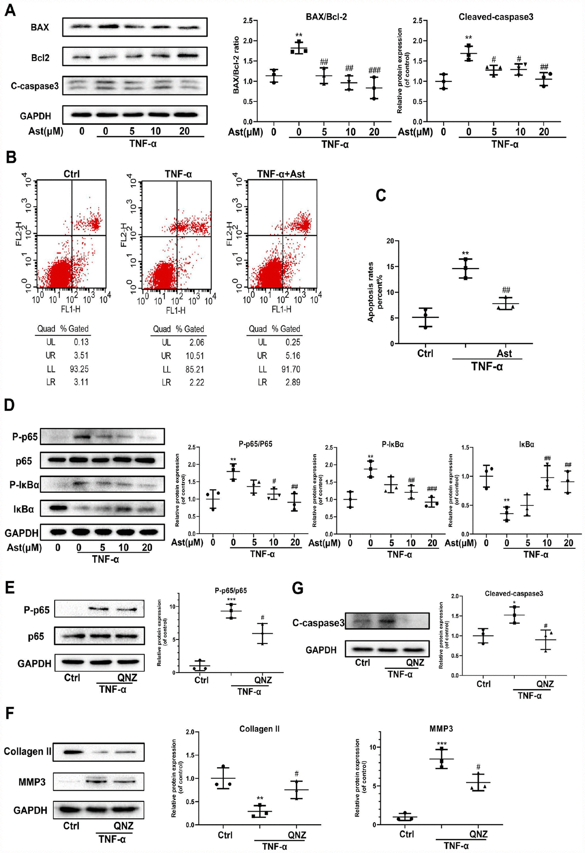 Astaxanthin protects against osteoarthritis via Nrf2 a guardian of