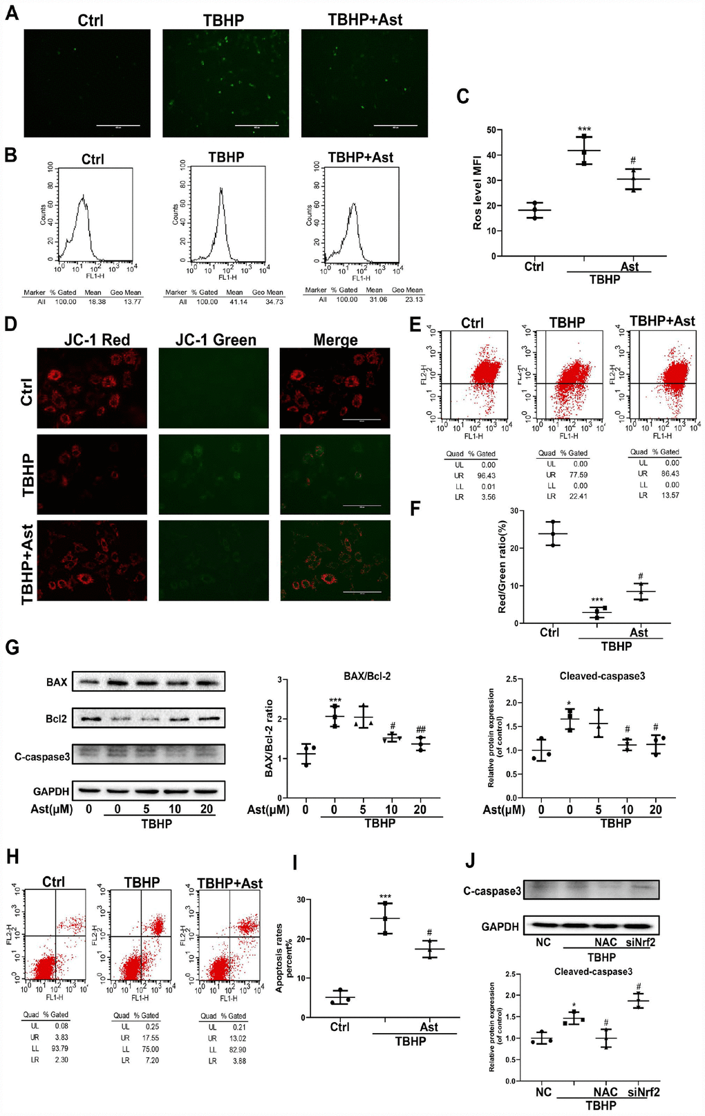 Astaxanthin protects against osteoarthritis via Nrf2 a guardian of