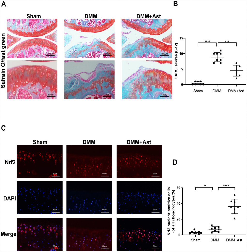 Astaxanthin protects against osteoarthritis via Nrf2 a guardian of