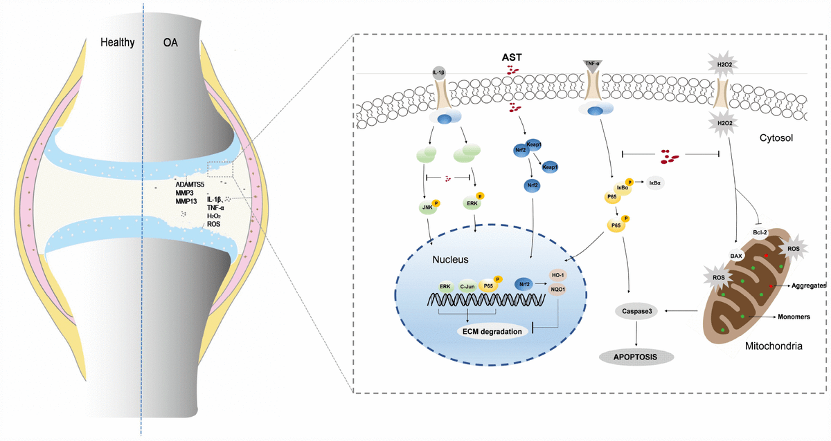 Astaxanthin protects against osteoarthritis via Nrf2 a guardian of