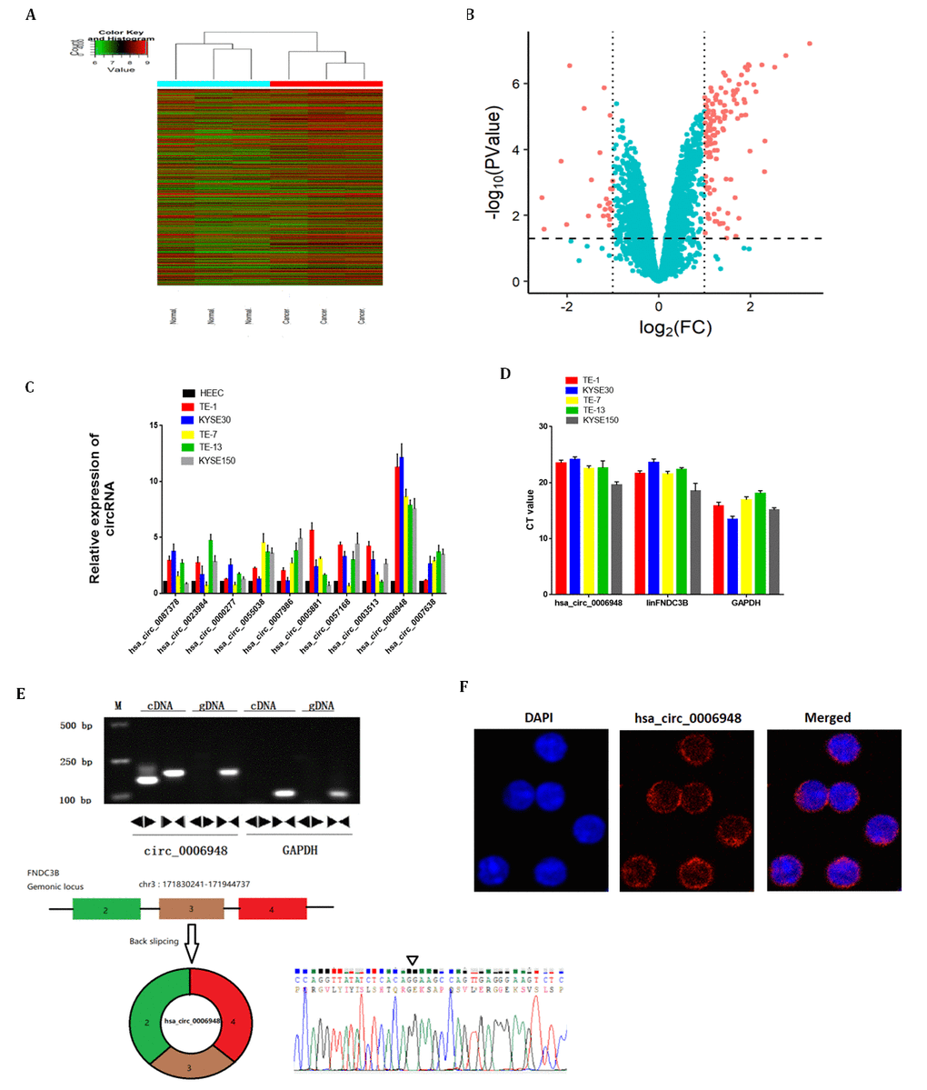 Correction for Hsa_circ_0006948 enhances cancer progression and