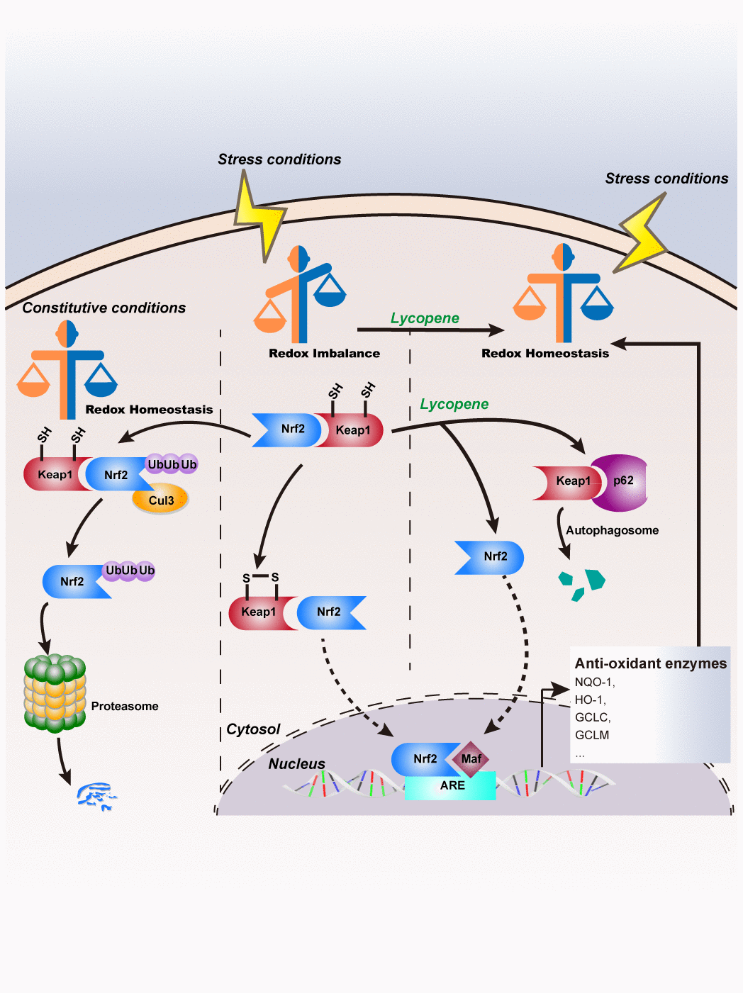 Lycopene prevents carcinogeninduced cutaneous tumor by enhancing