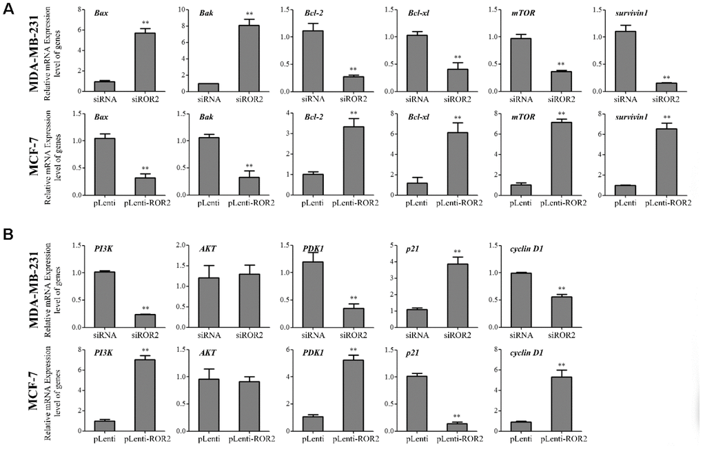 ROR2 knockdown suppresses breast cancer growth through PI3K/ATK