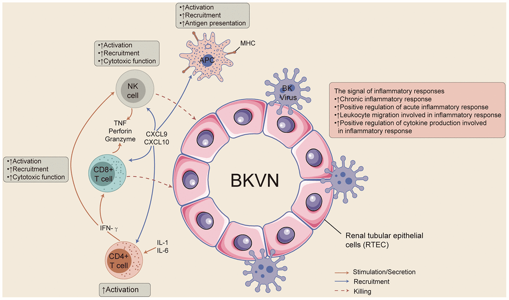 Characterization of aberrant pathways activation and immune
