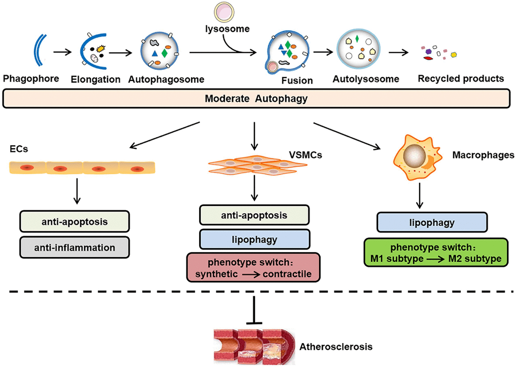 LncRNAmodulated autophagy in plaque cells a new paradigm of gene