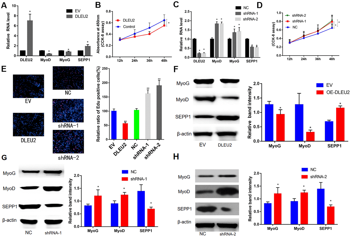 lncRNA DLEU2 acts as a miR181a sponge to regulate SEPP1 and inhibit skeletal muscle