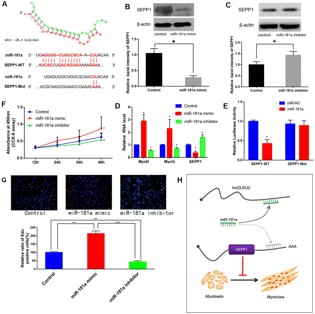 lncRNA DLEU2 acts as a miR181a sponge to regulate SEPP1 and inhibit skeletal muscle