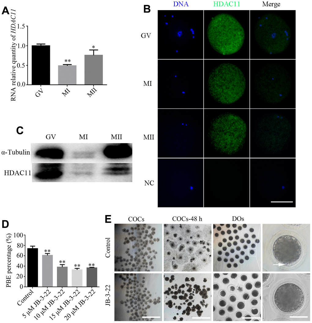 HDAC11 inhibition disrupts porcine oocyte meiosis via regulating α