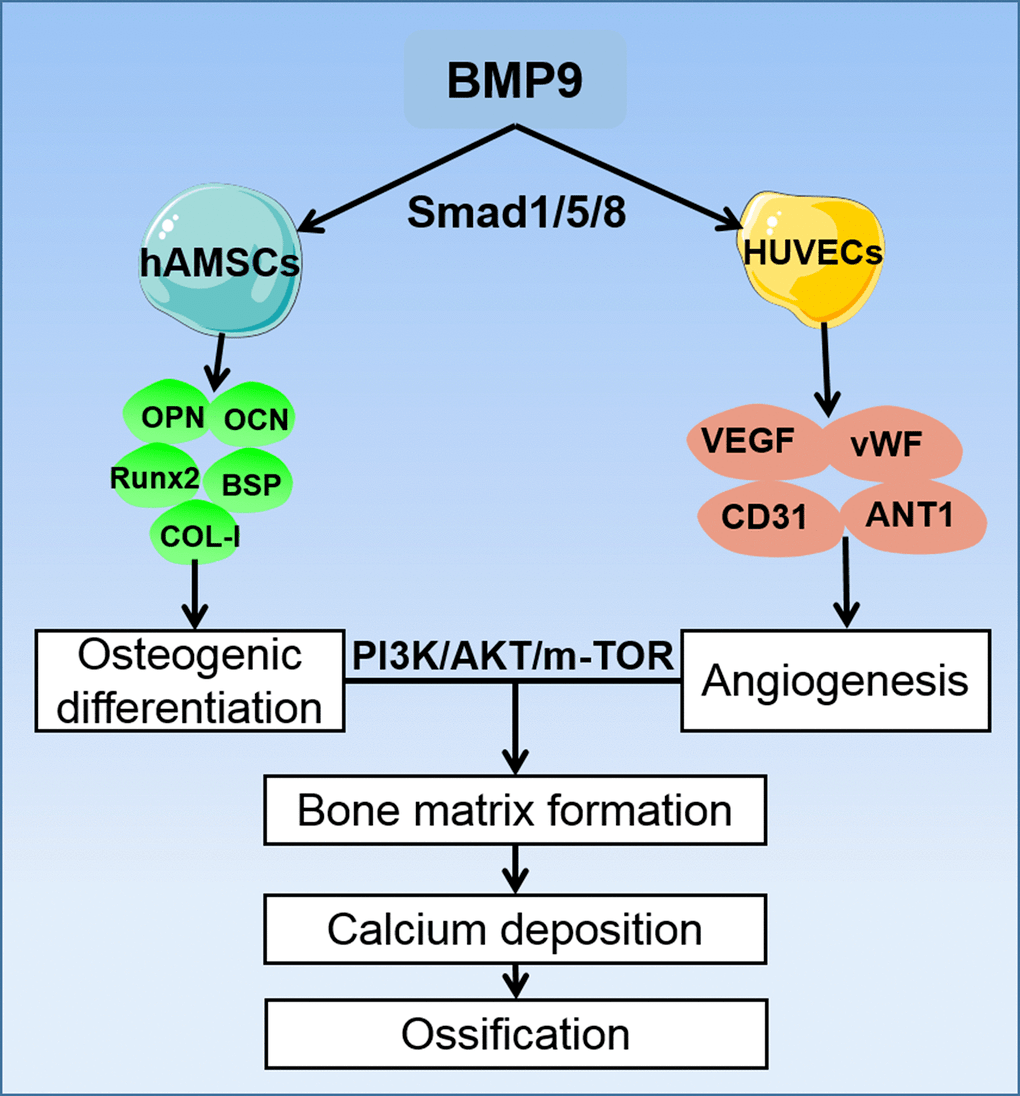 Bone protein 9 enhances osteogenic and angiogenic