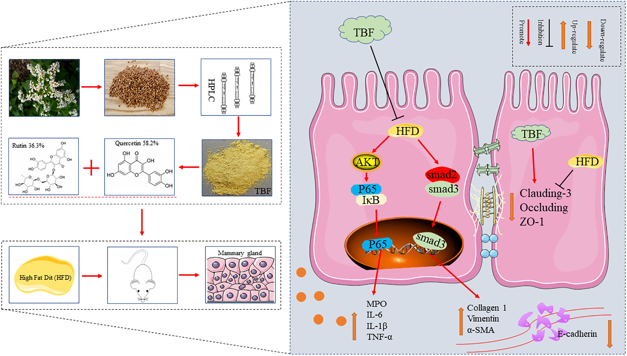 Tartary buckwheat flavonoids relieve the tendency of mammary fibrosis