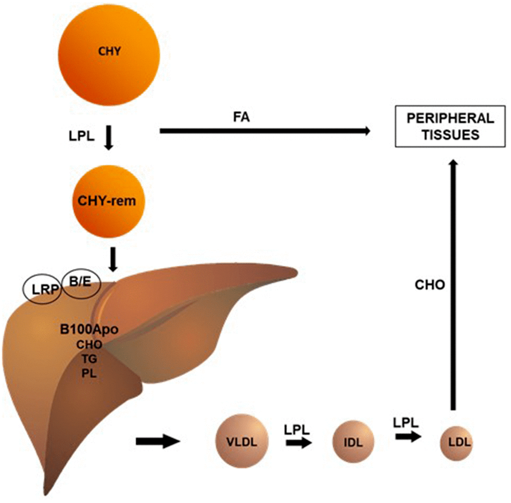 Cholesterol metabolism in aging simultaneously altered in liver and