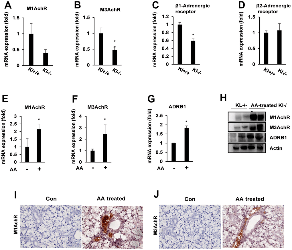 Ascorbic acid induces salivary gland function through TET2