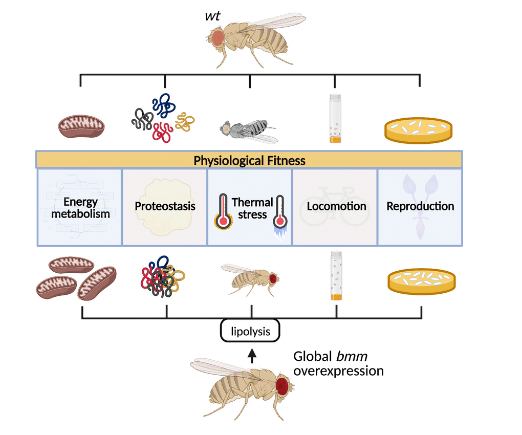 Systemic lipolysis promotes physiological fitness in Drosophila