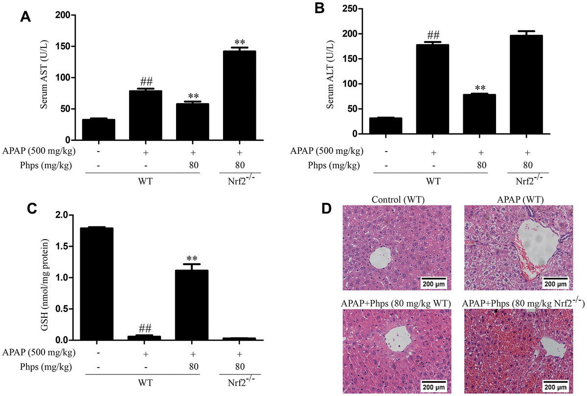 Phellinus linteus polysaccharides mediates acetaminopheninduced