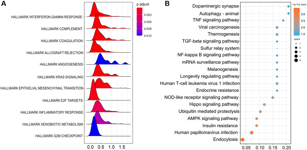 Clinical significance and potential mechanism of heat shock factor 1 in