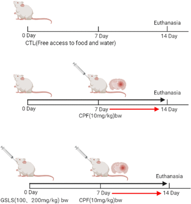 Protective effect of total saponins of ginseng stems and leaves (GSLS) on chlorpyrifosinduced