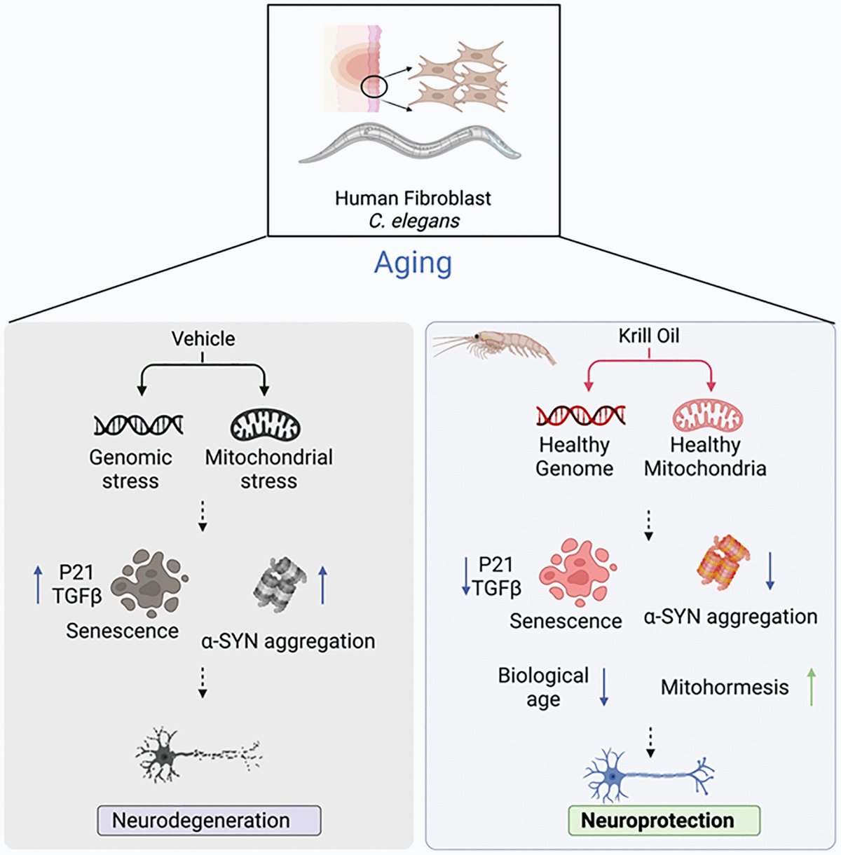 Krill oil protects dopaminergic neurons from agerelated degeneration