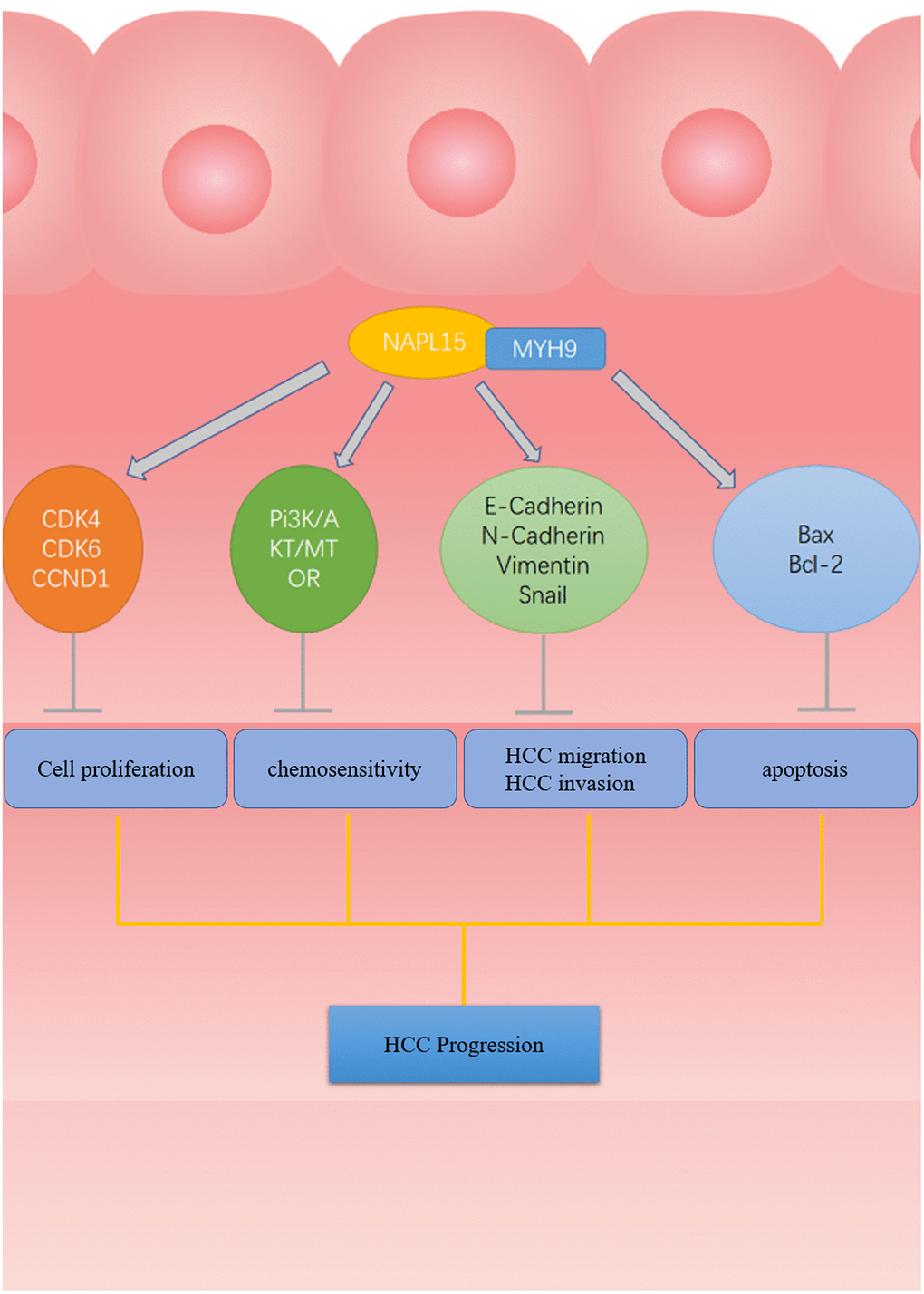 NAP1L5 targeting combined with MYH9 Inhibit HCC progression through