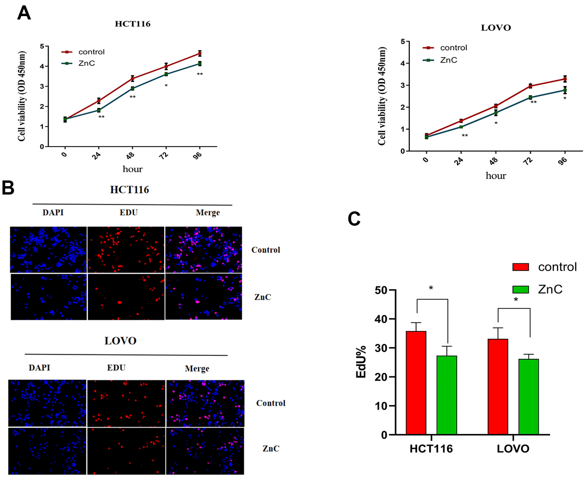 Efficacy of zinc carnosine in the treatment of colorectal cancer and