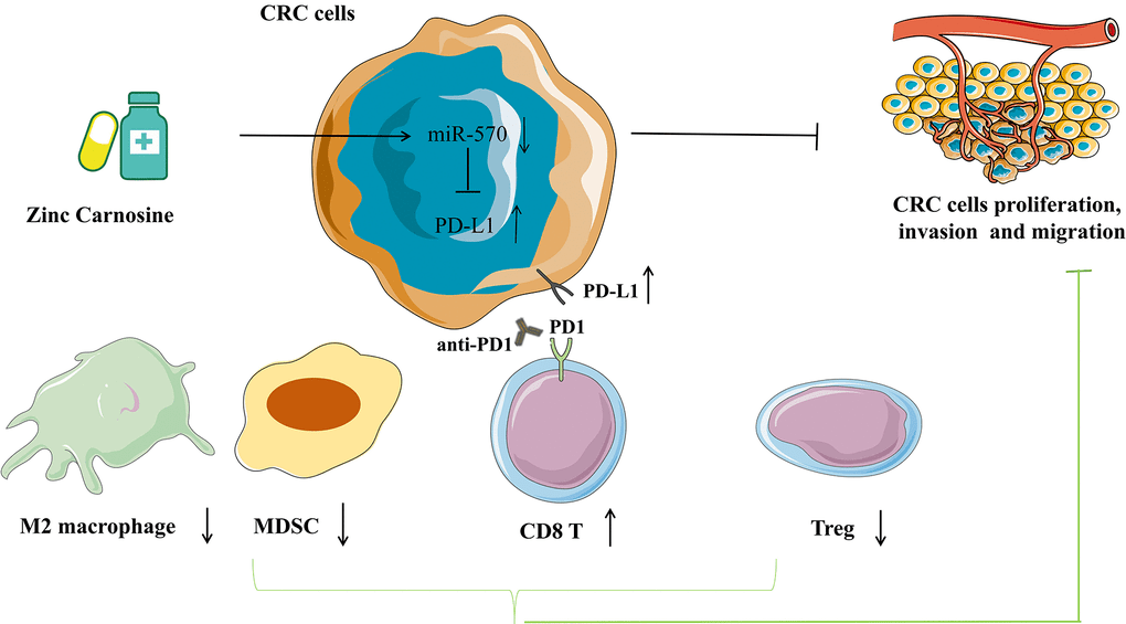Efficacy of zinc carnosine in the treatment of colorectal cancer and