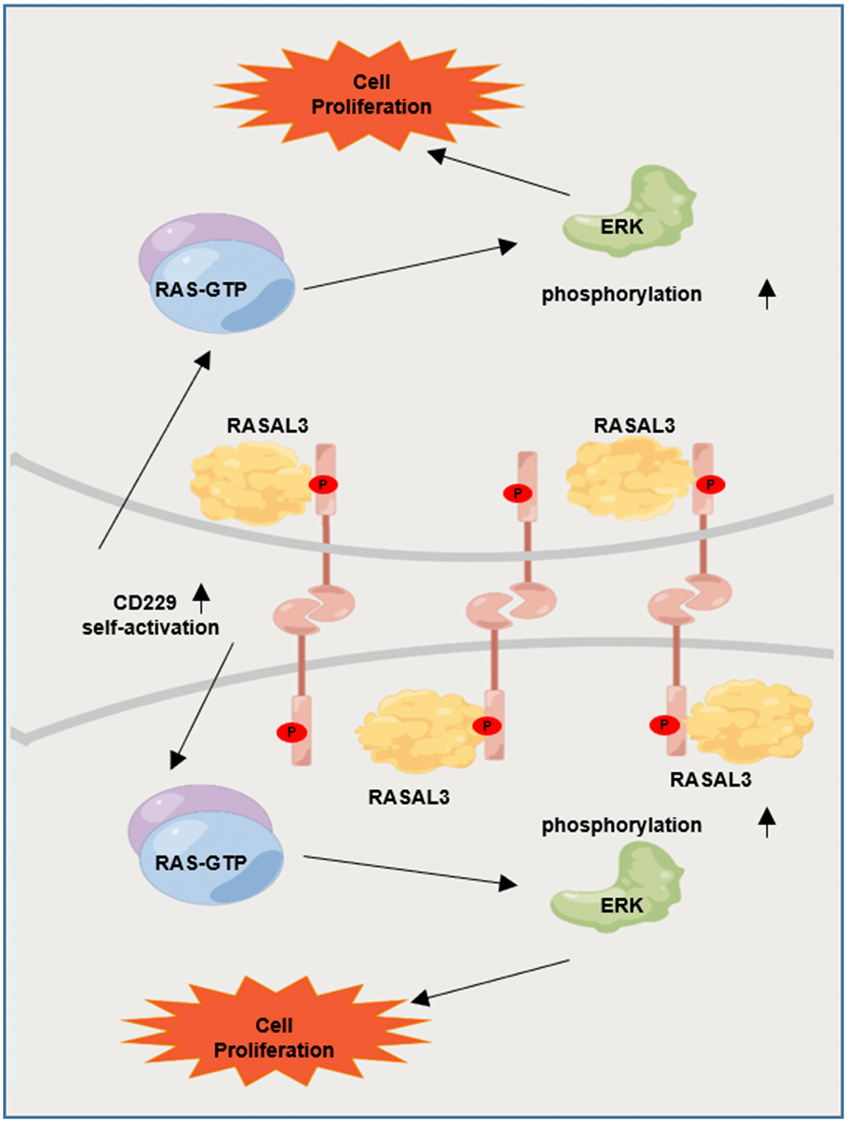 CD229 interacts with RASAL3 to activate RAS/ERK pathway in multiple myeloma proliferation
