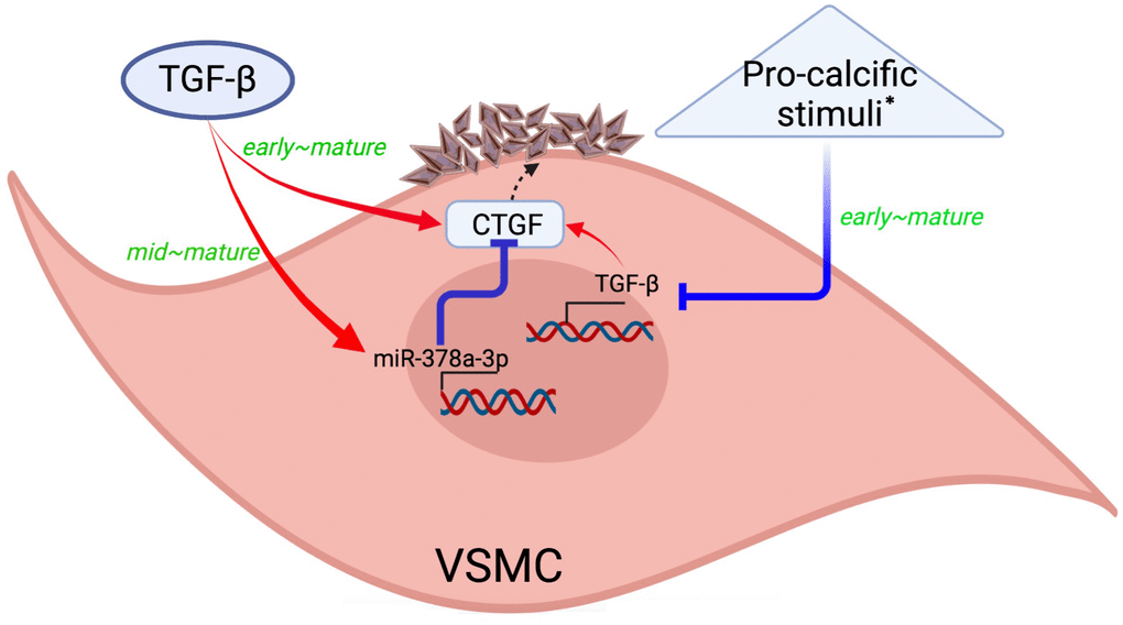 The contextdependent role of transforming growth factorβ/miR378a3p