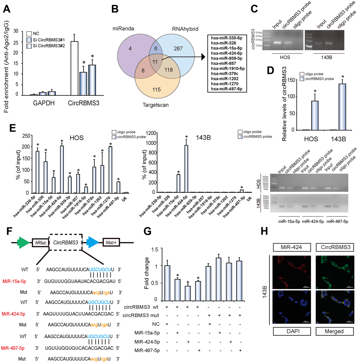 A novel circular RNA circRBMS3 regulates proliferation and metastasis of by