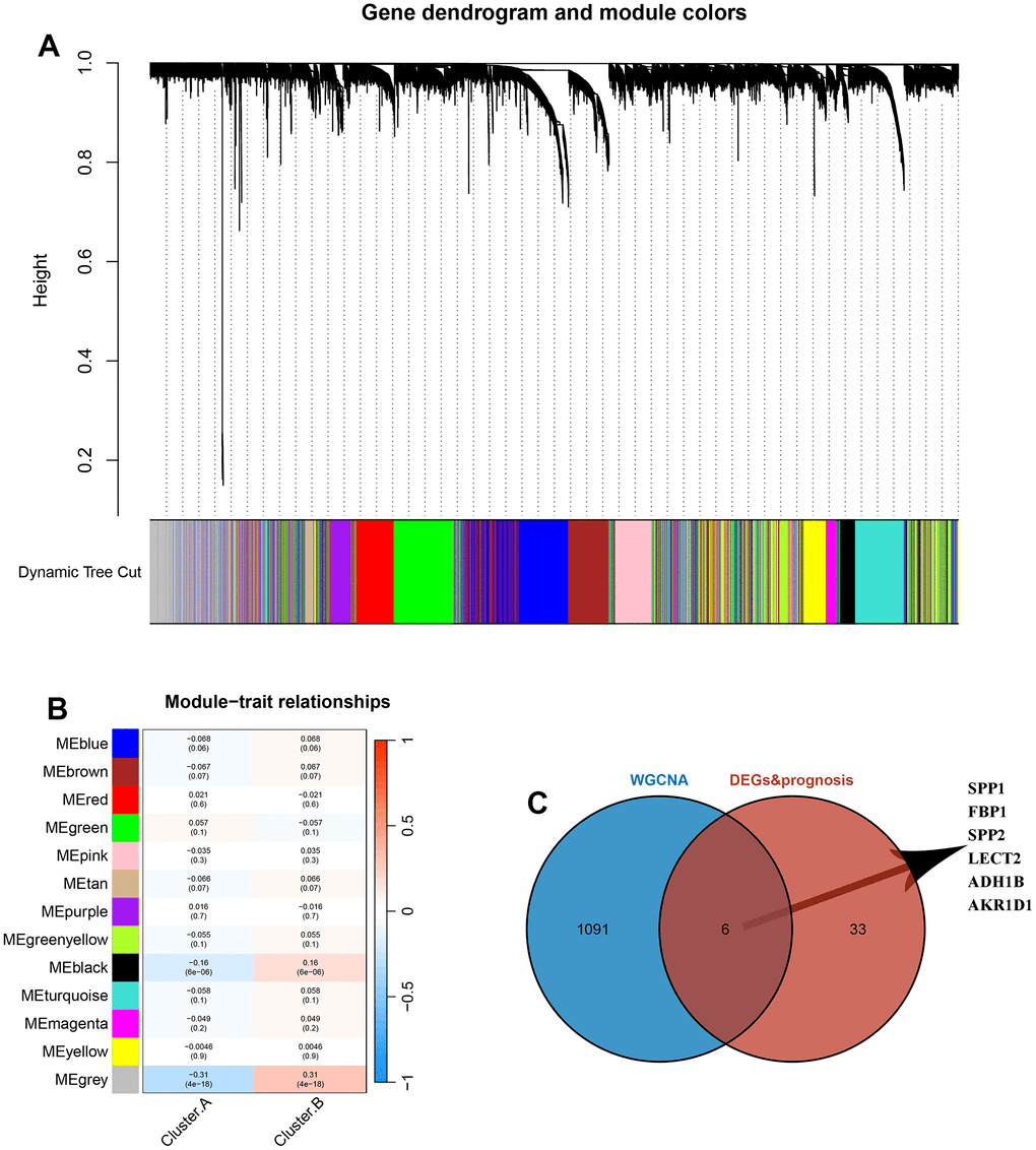 Identification and characterization of a novel molecular classification