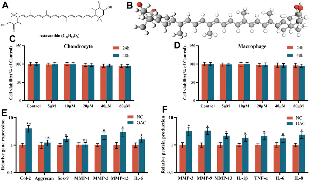 Astaxanthin prevents osteoarthritis by blocking Rspo2mediated Wnt/β