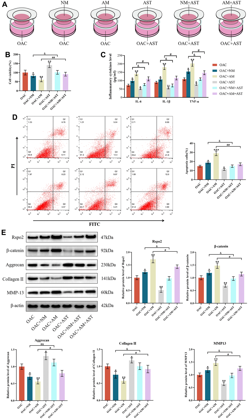 Astaxanthin prevents osteoarthritis by blocking Rspo2mediated Wnt/β