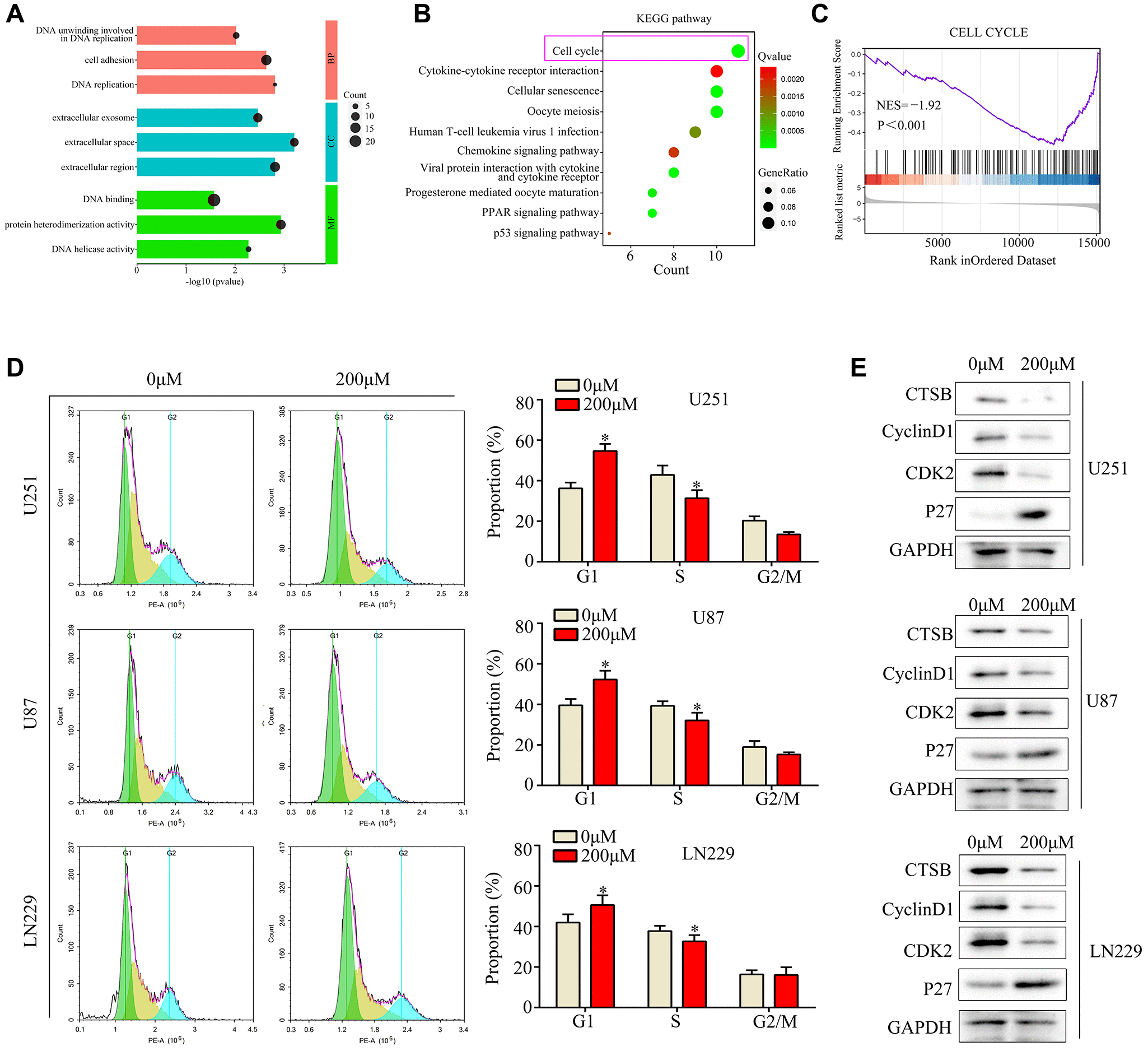 Arturmerone inhibits the proliferation and mobility of glioma by