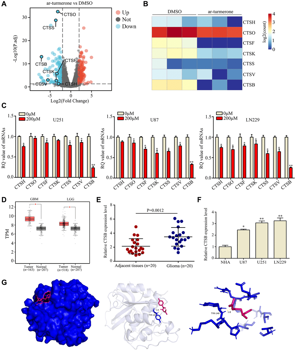 Arturmerone inhibits the proliferation and mobility of glioma by