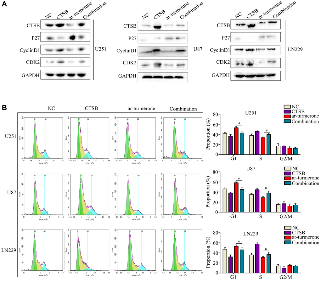 Arturmerone inhibits the proliferation and mobility of glioma by