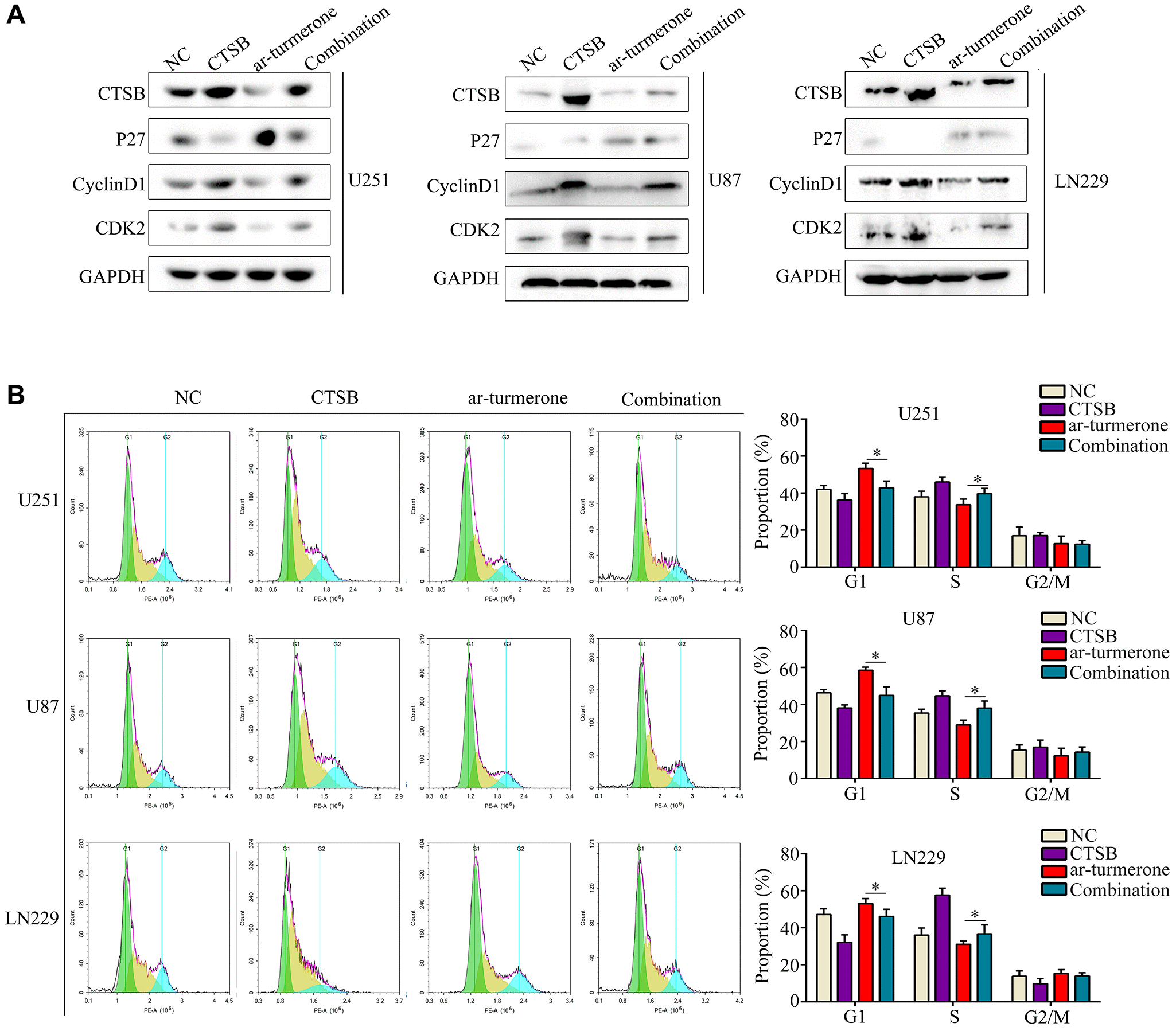 Arturmerone inhibits the proliferation and mobility of glioma by
