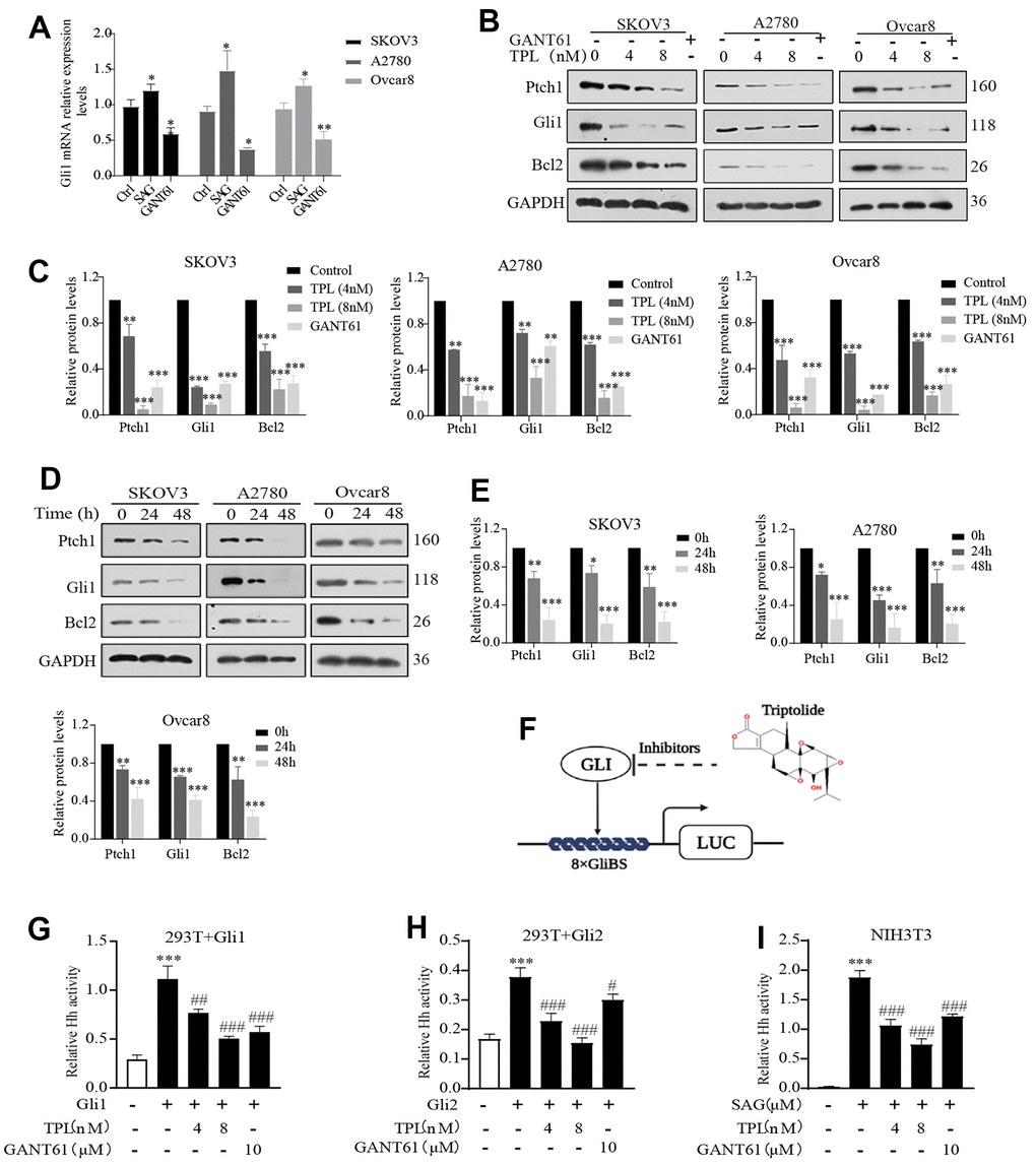 Triptolide inhibits epithelial ovarian tumor growth by blocking the