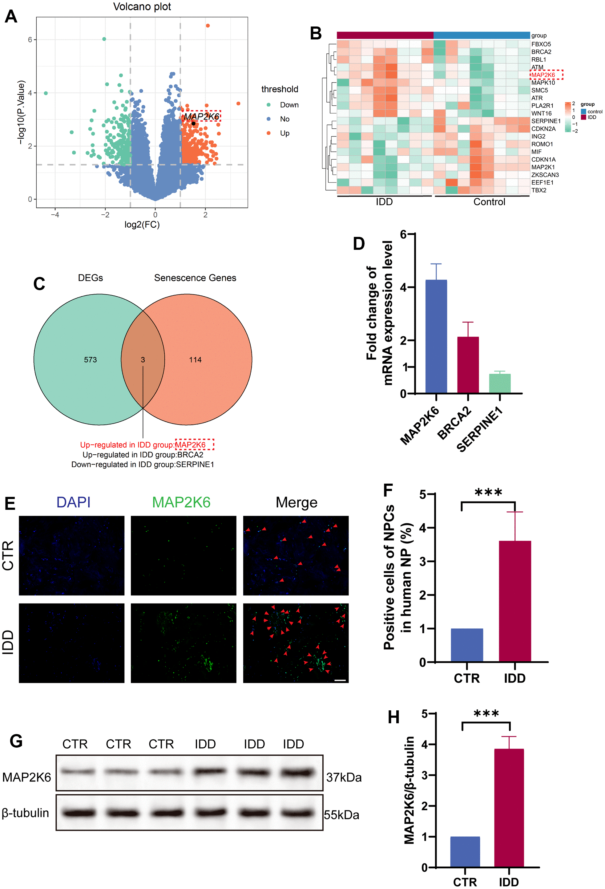 Omilancor mitigates the senescence of nucleus pulposus cells induced by