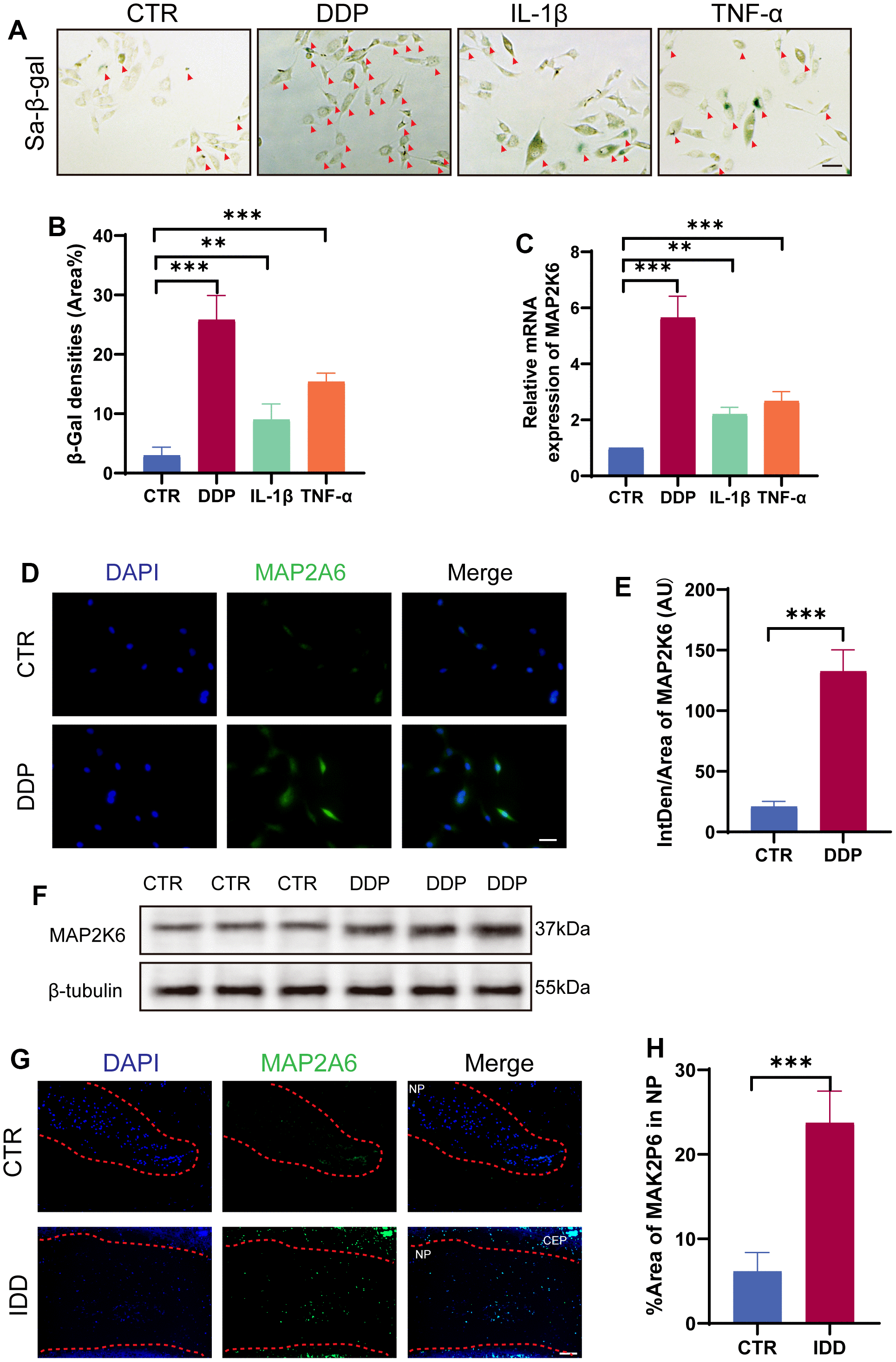 Omilancor mitigates the senescence of nucleus pulposus cells induced by