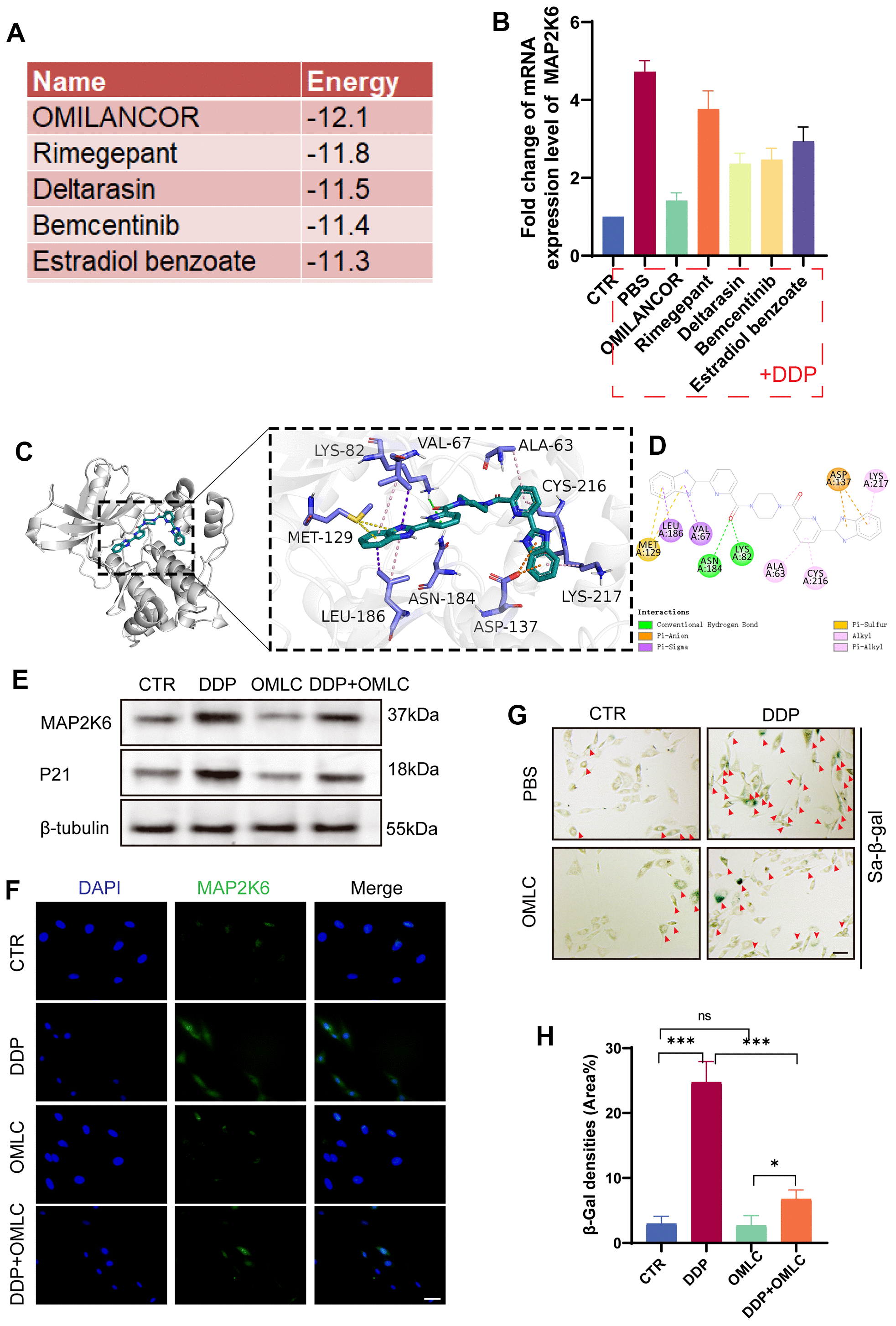 Omilancor mitigates the senescence of nucleus pulposus cells induced by