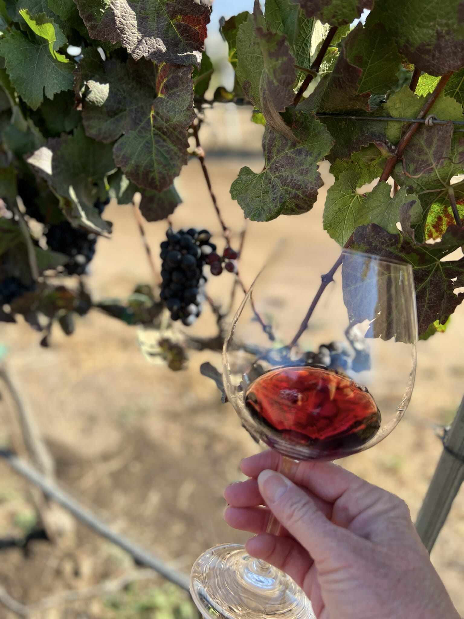 The Best Gluten Free Finds + Wines to Try in Monterey County A Girl