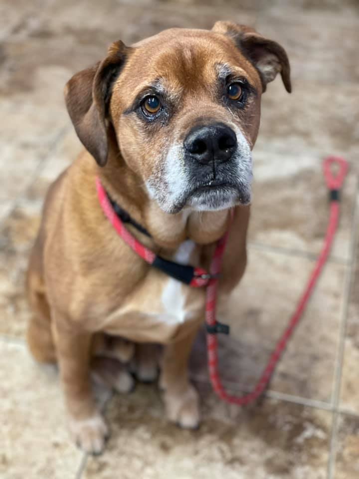 Thor Cat Friendly A Good Dog Rescue