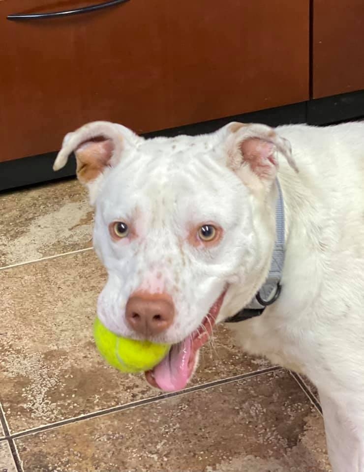 Ralph Cat friendly A Good Dog Rescue