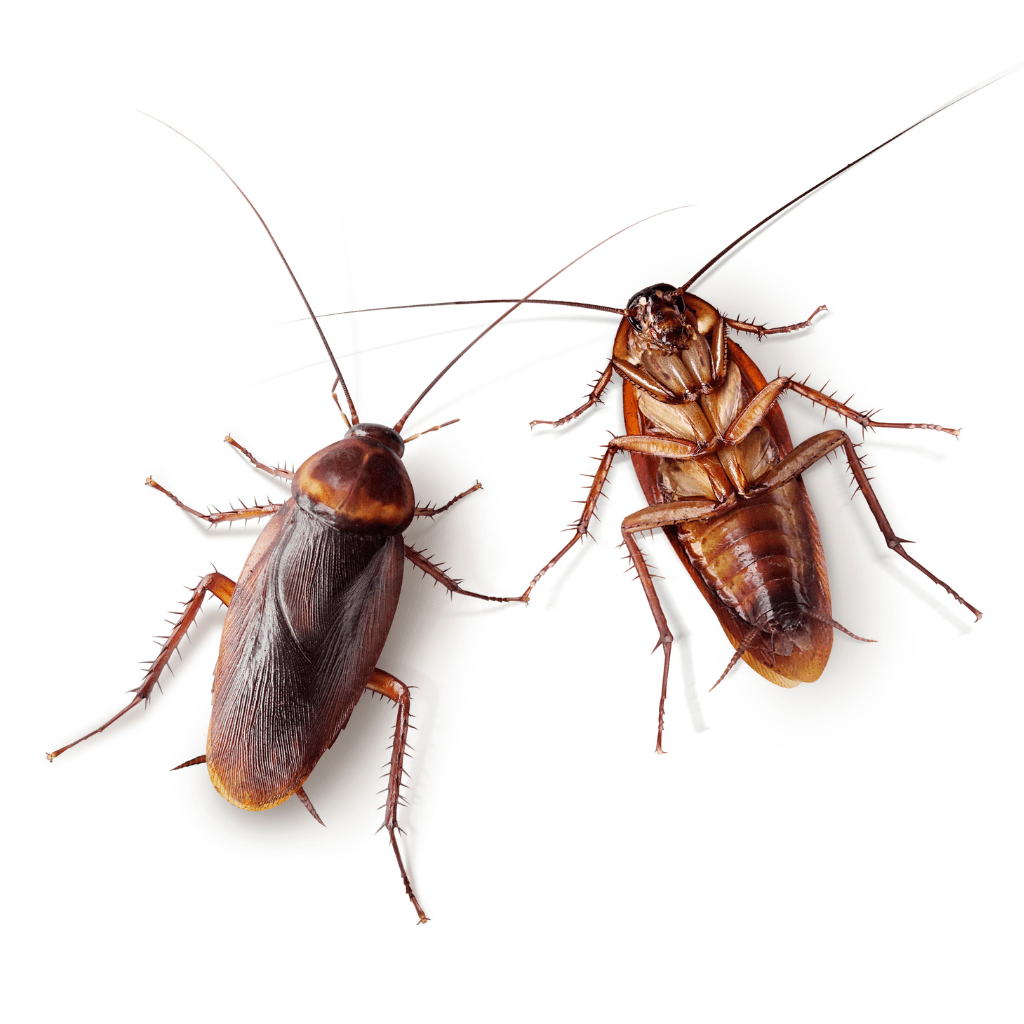 Pest Control Services in San Diego, CA Agricultural Pest Control Services