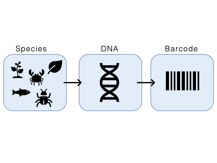 California may soon have a DNA barcode library for invasive insects