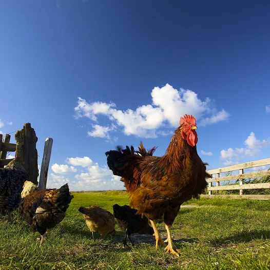 Make money with freerange chickens Agricmania For Serious Farmers