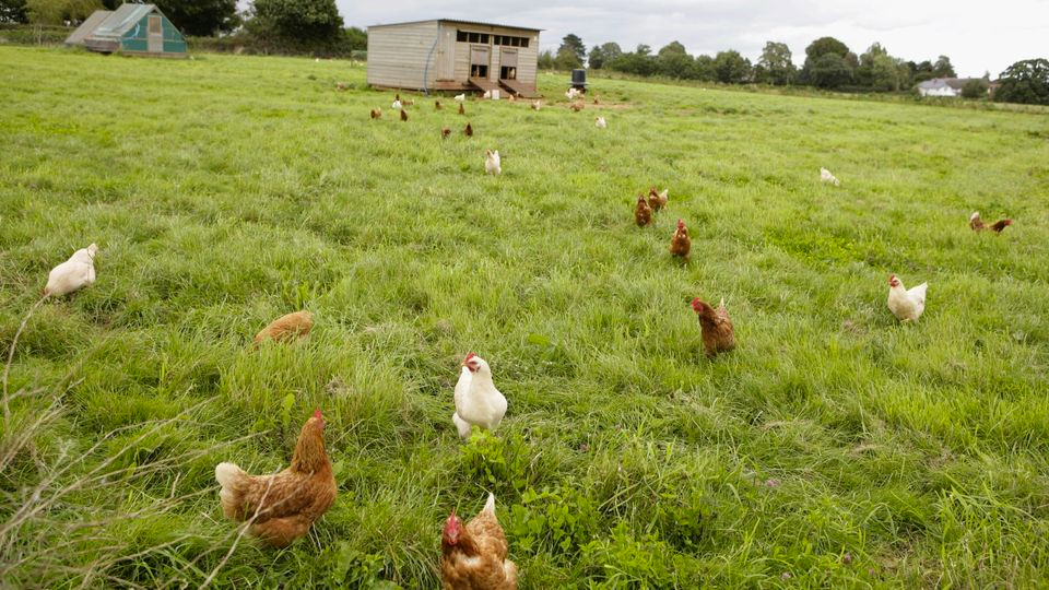 What Does “Free Range” Really Mean? Agricmania For Serious Farmers