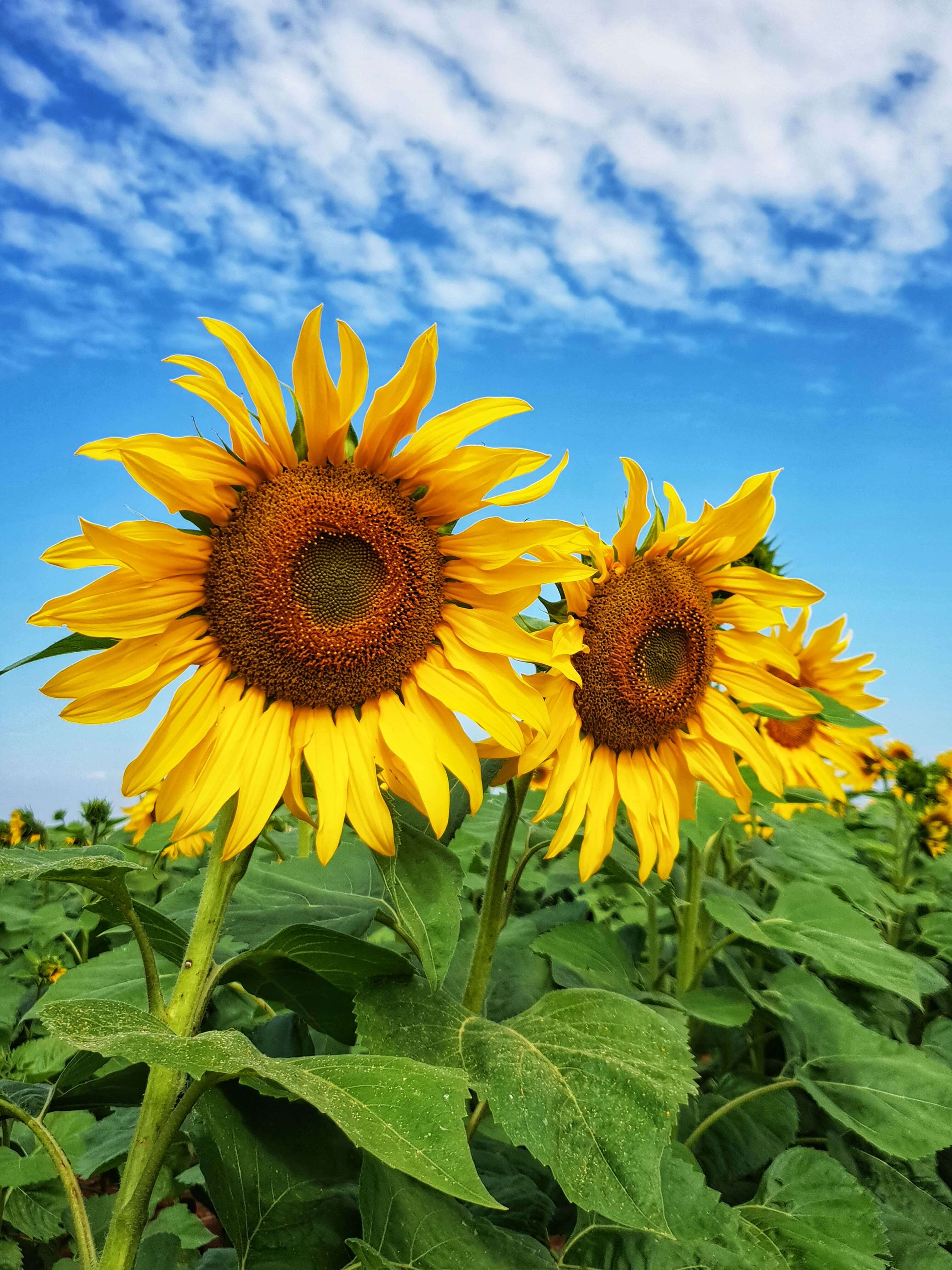 Sunflower Conventional Agricol