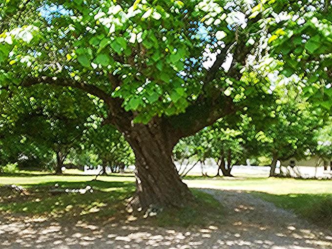 Southern Catalpa (Catalpa bignonioides) Arkansas Department of