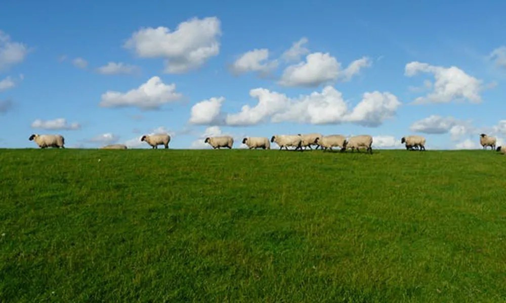 Guide to Sheep Farming Managing Foot Rot and Scald in Your Flock agridirect.ie