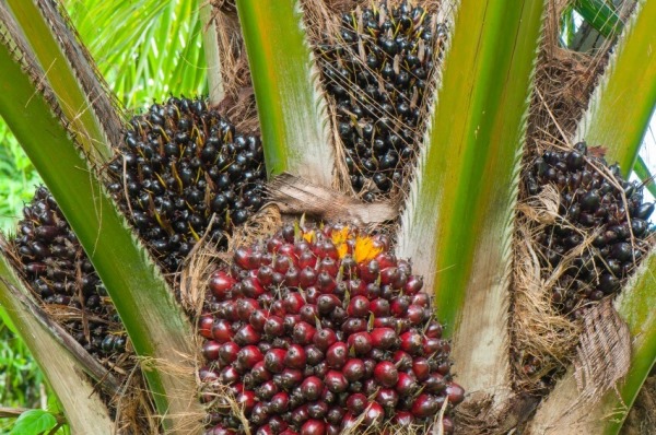 Oil Palm Cultivation (Palm Oil) Guide Agri Farming