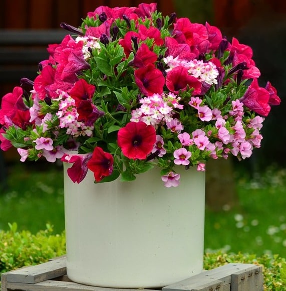 Indoor Gardening A Beginners Guide Agri Farming